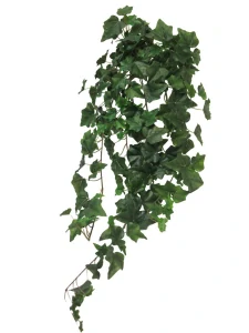 Břečtan převis 'Chicago' délka 86 cm