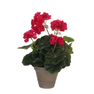 Geranium H34D20 Pink