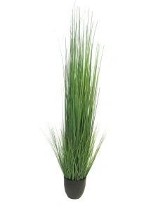 Kostřava Tráva King festuca zelená v obalu 150 cm