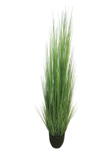 Kostřava Tráva King festuca zelená v květináči V180 cm