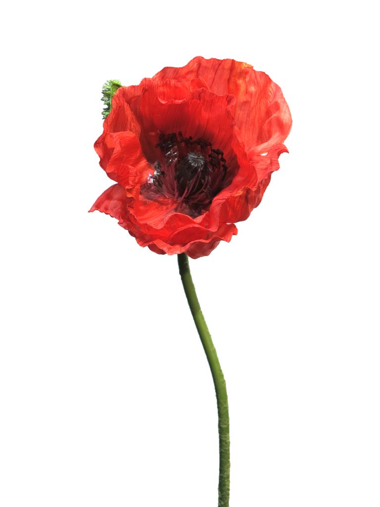 Mák - Papaver 'Nudicaule' červený, otevřený květ 70 cm
