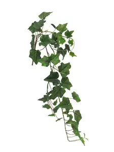 Břečt'an - Hedera (Ivy) 'Chicago' závěsná malá zelená x3 80 cm (51 Ivs)