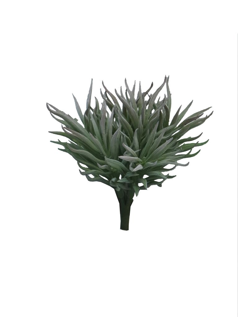 Tlustice - Crassula Himalaya šedá v15 cm (N315499)