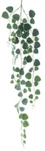 Fíkus - Ficus závěsný zelený délka 102 cm (N326441)