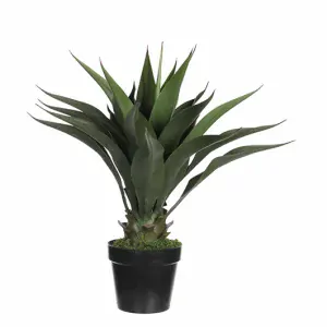 Agáve - Agave v květináči zelená V60, P25 cm