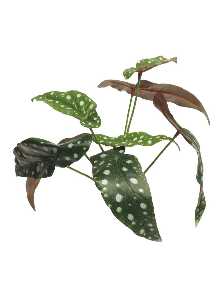 Begonie Polkadot tečkovaná zelená 33 cm