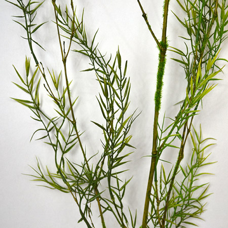 Senecio x3 85cm