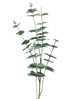Eukalyptus Cinera spray