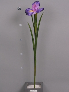 Iris Rhapsodi