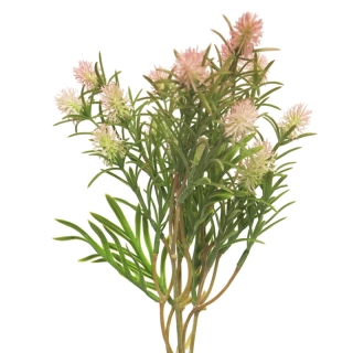 bodlák (thistle) růžový 37cm