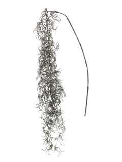 Chřest (asparagus) densiflorus sprengeri visící hnědý 120 cm