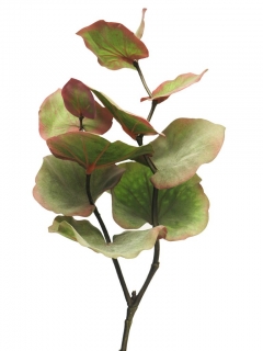 Blahovičník - Eukalyptus 'Cinera' (spray) zelený/červený V72 cm