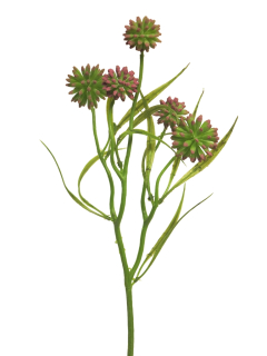 Bodlák (spray) fialový 45 cm