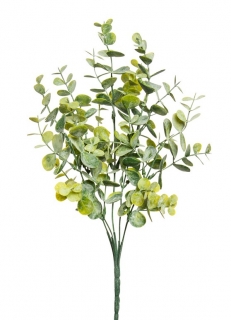 Blahovičník - Eukalyptus keř zelená (x25) v34 cm (FB108383800)