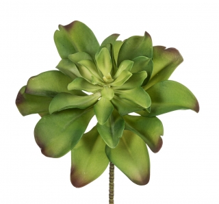 Echevérie - Dužnatka zelená v35 cm (FB109916808)